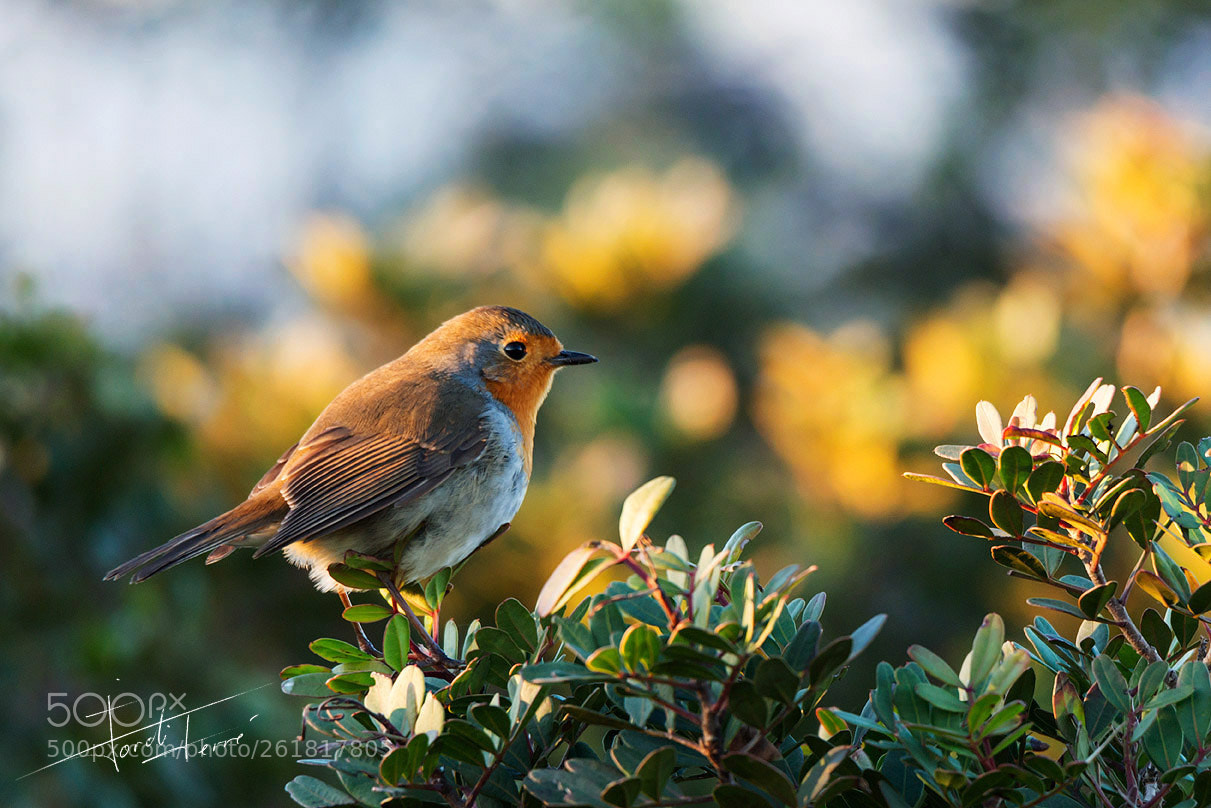 Nikon D800 sample photo. Sicilian robin photography