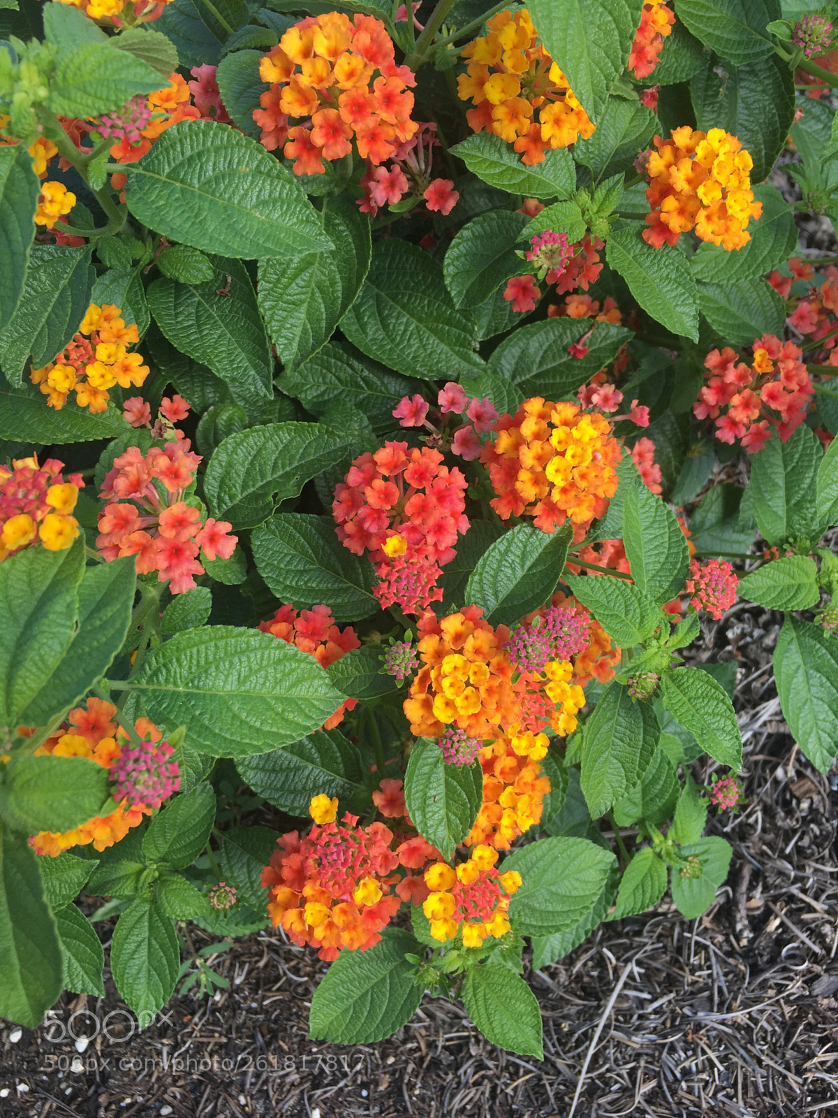 Apple iPhone 6s sample photo. Lantana flowers photography