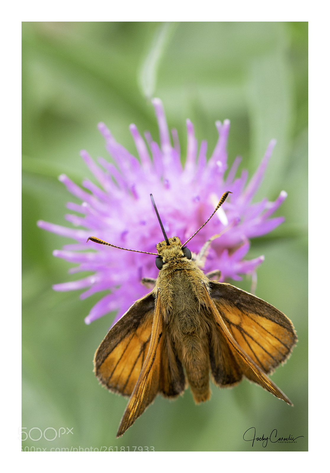 Canon EOS 70D sample photo. Ochlodes sylvanus photography