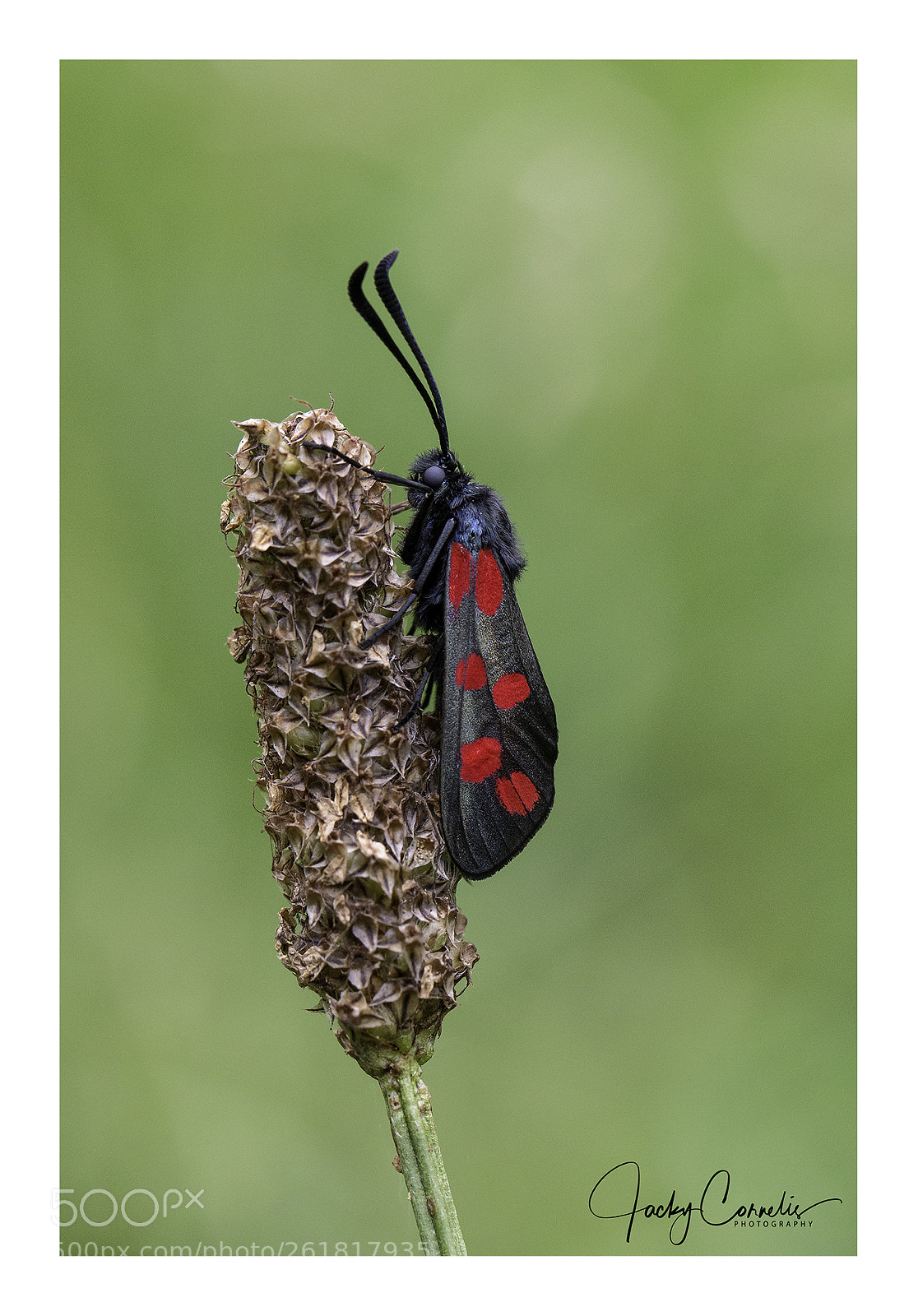 Canon EOS 70D sample photo. Zygaena filipendulae photography