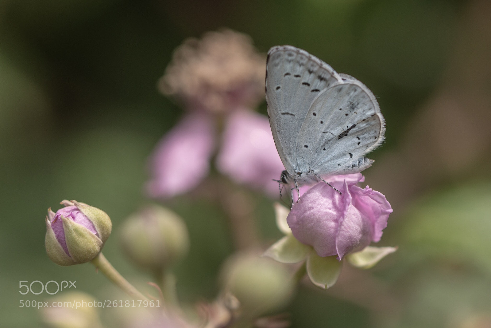 Nikon D7200 sample photo. Holly blue photography