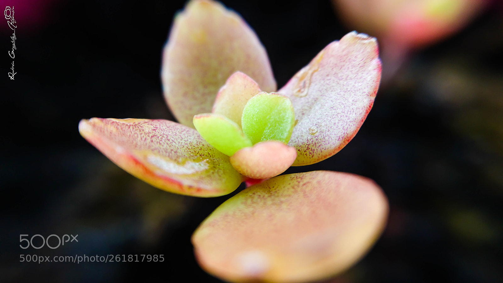 Sony Xperia Z5 sample photo. Macro photography