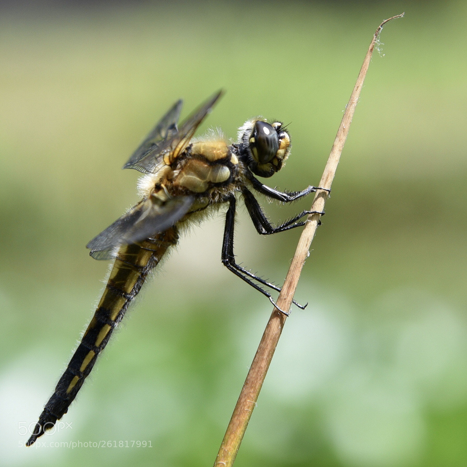 Nikon D750 sample photo. Libellula photography