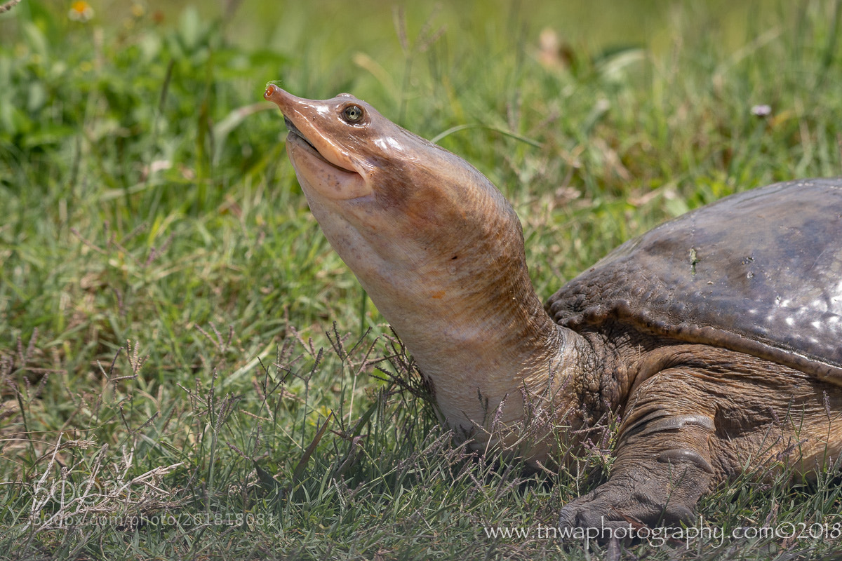 Nikon D500 sample photo. One of my florida photography