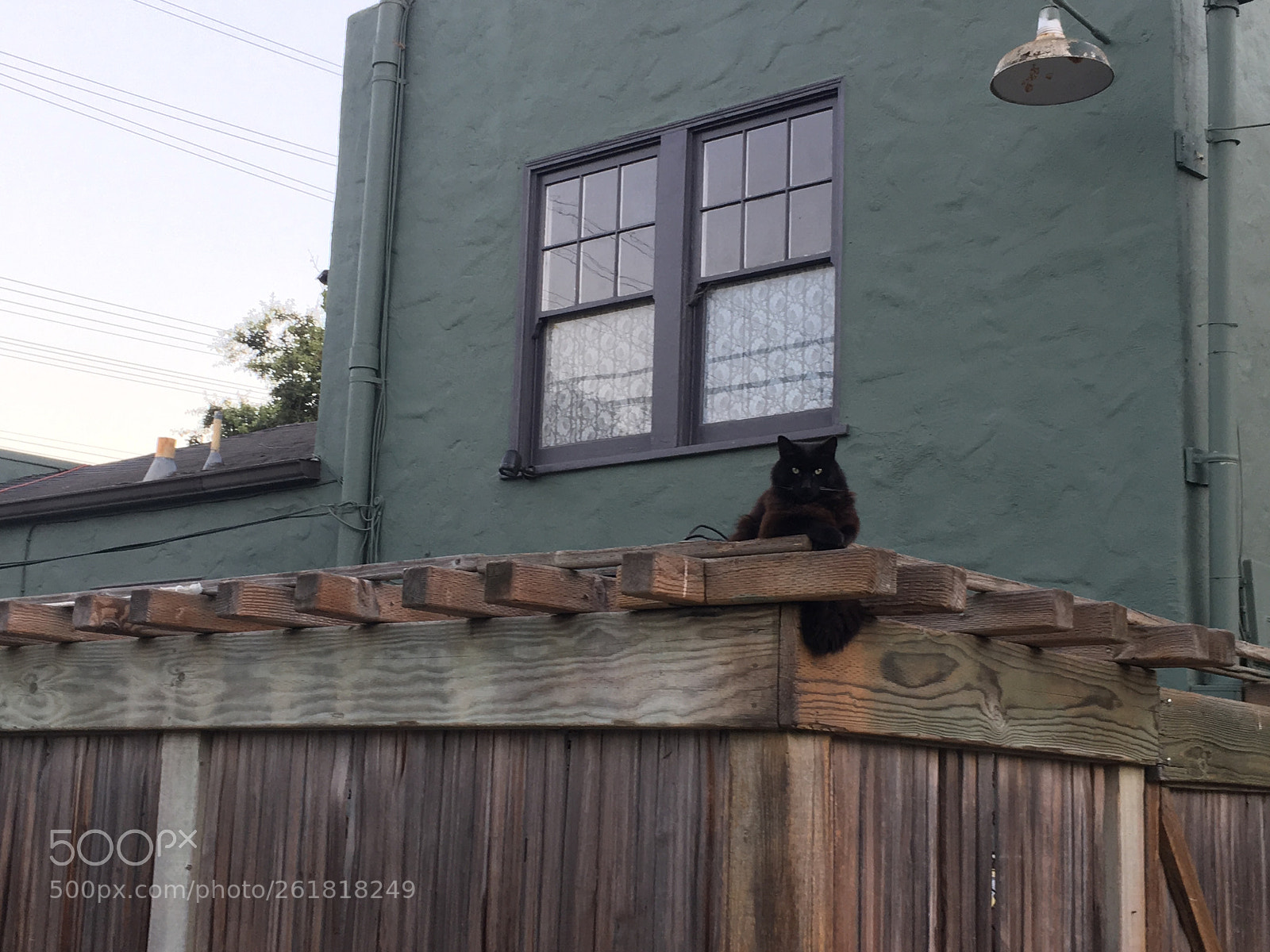 Apple iPhone 6s sample photo. Black cat stare photography