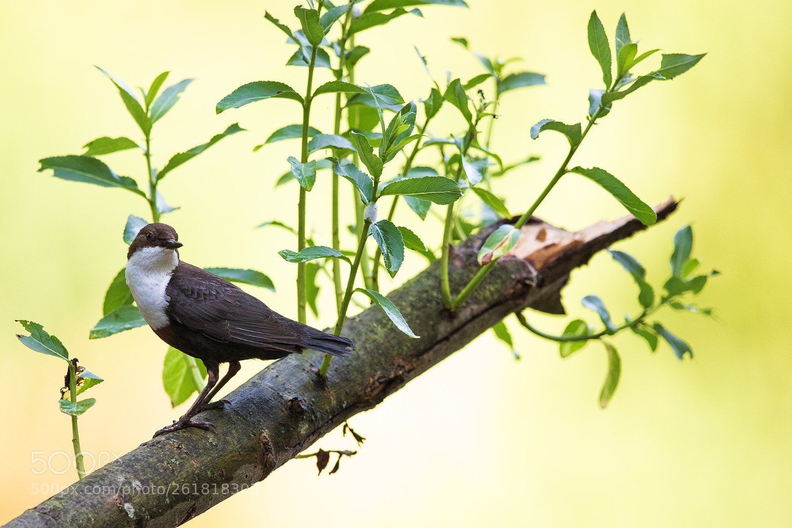 Canon EOS 5D Mark IV sample photo. White-throated dipper in sunrise photography