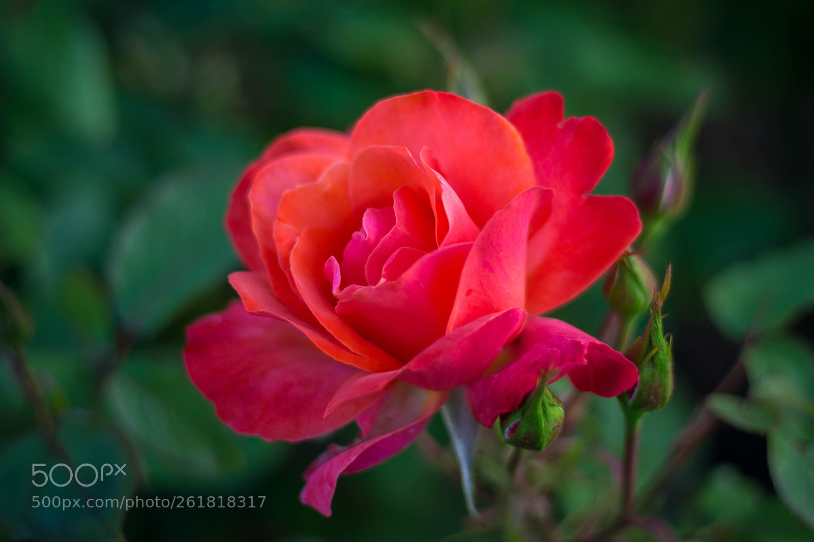 Canon EOS 6D sample photo. Intense photography