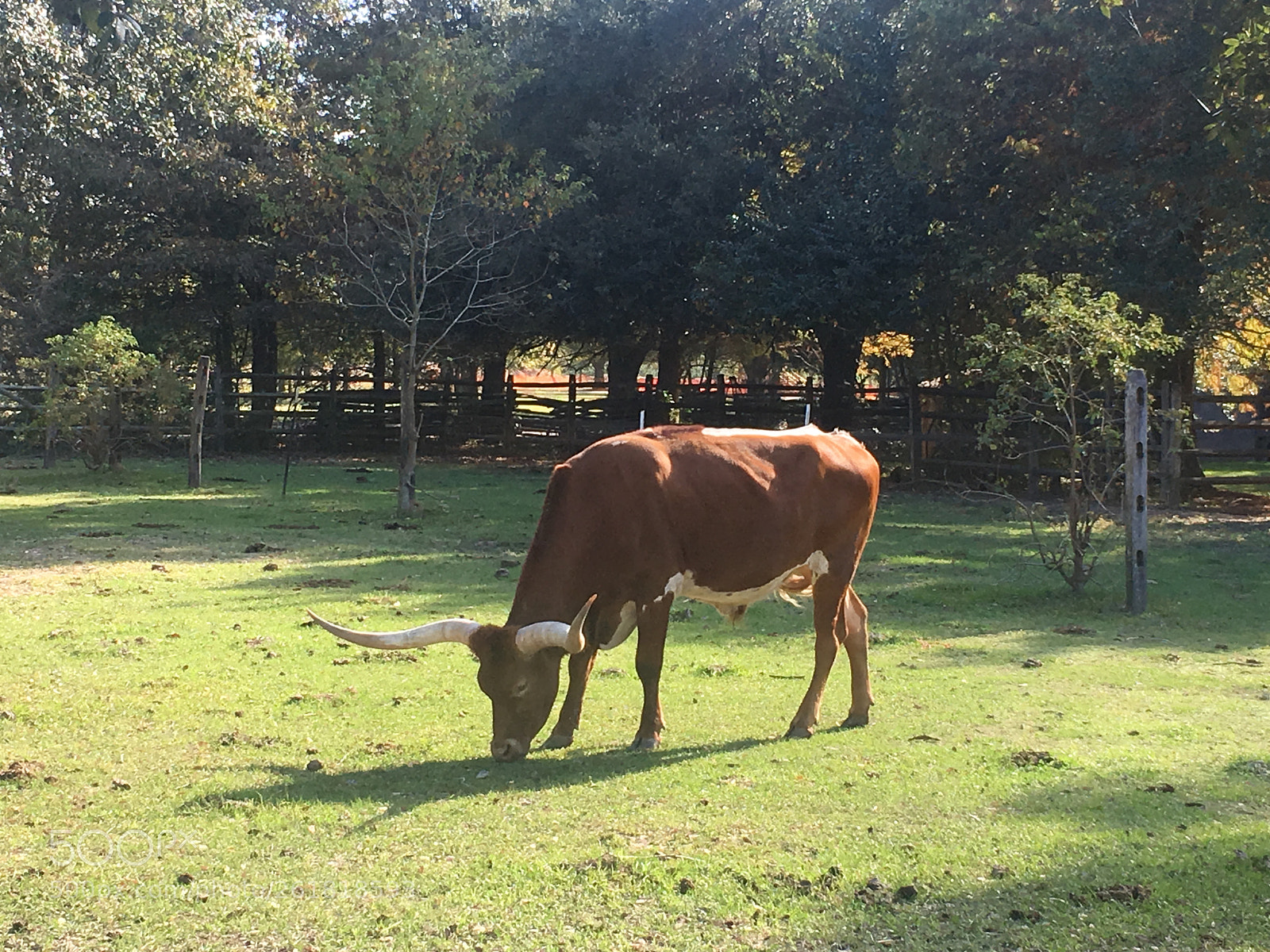 Apple iPhone 6s sample photo. Texas longhorn grazing photography