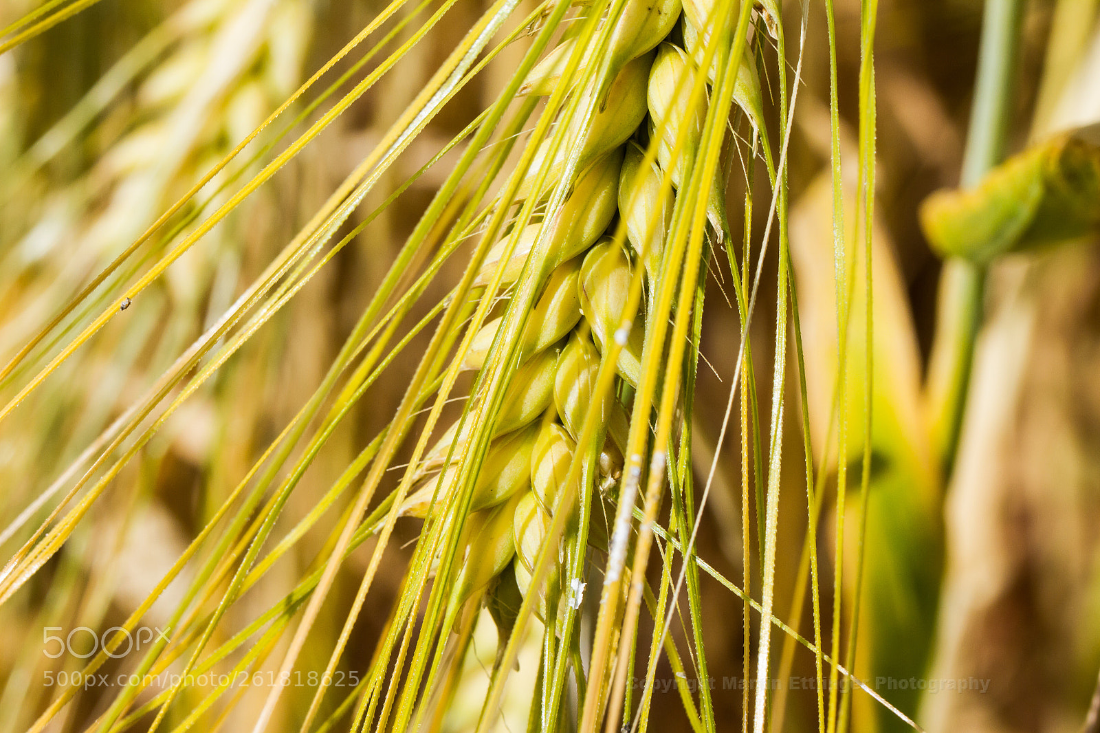 Canon EOS 7D sample photo. Ear of corn 10062018 photography