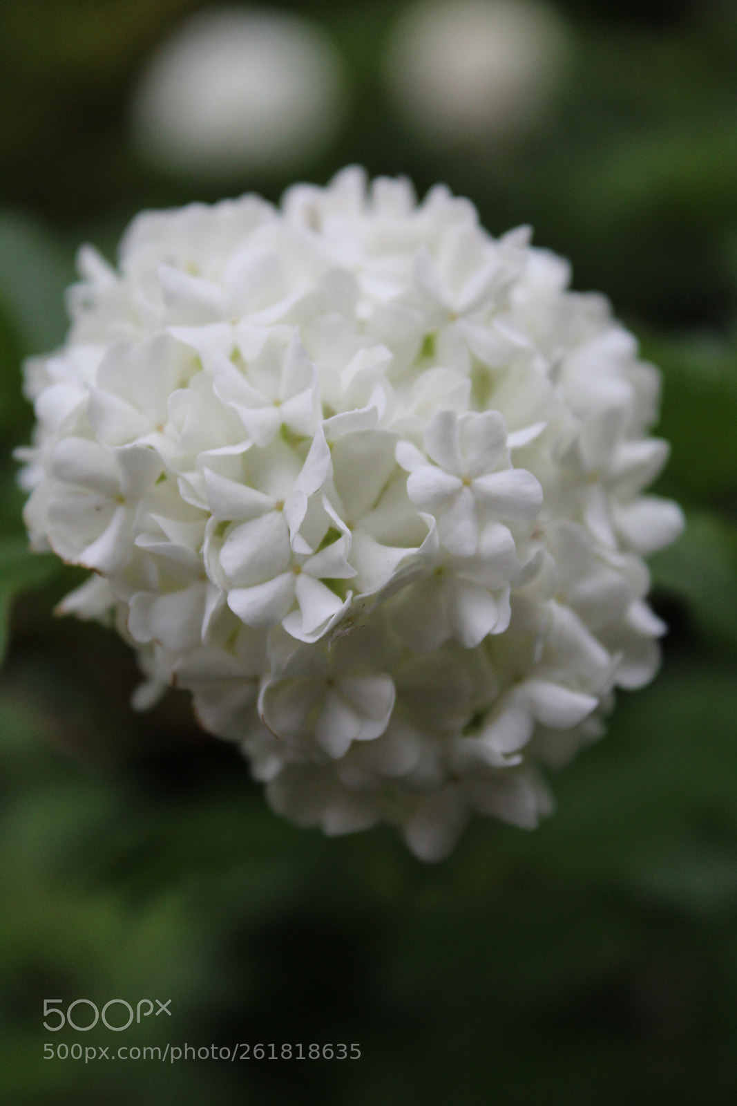 Canon EOS 1300D (EOS Rebel T6 / EOS Kiss X80) sample photo. Hydrangea photography