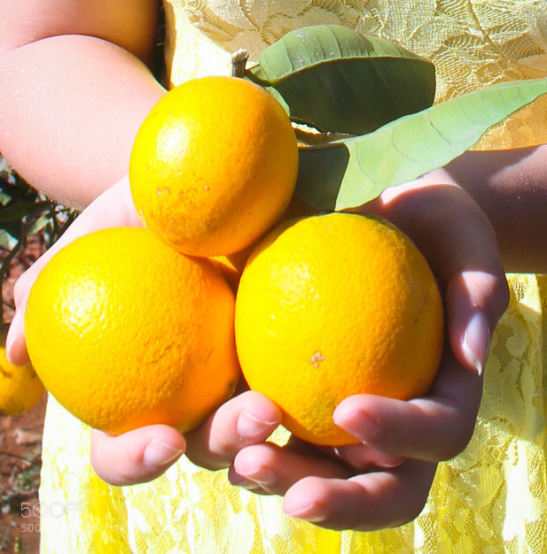 Canon EOS 1100D (EOS Rebel T3 / EOS Kiss X50) sample photo. Love of citrus photography