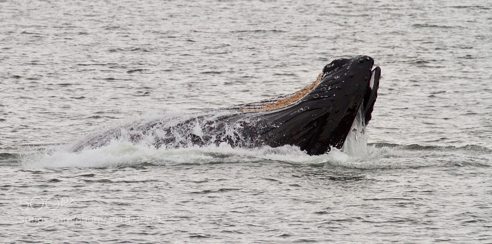 Canon EOS 7D sample photo. Humpback whale feeding near photography