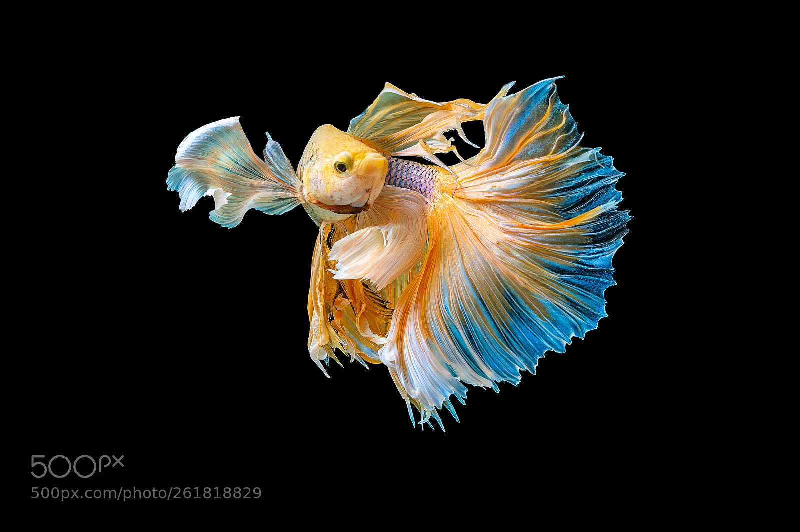 Nikon D4 sample photo. Siamese fighting fish photography