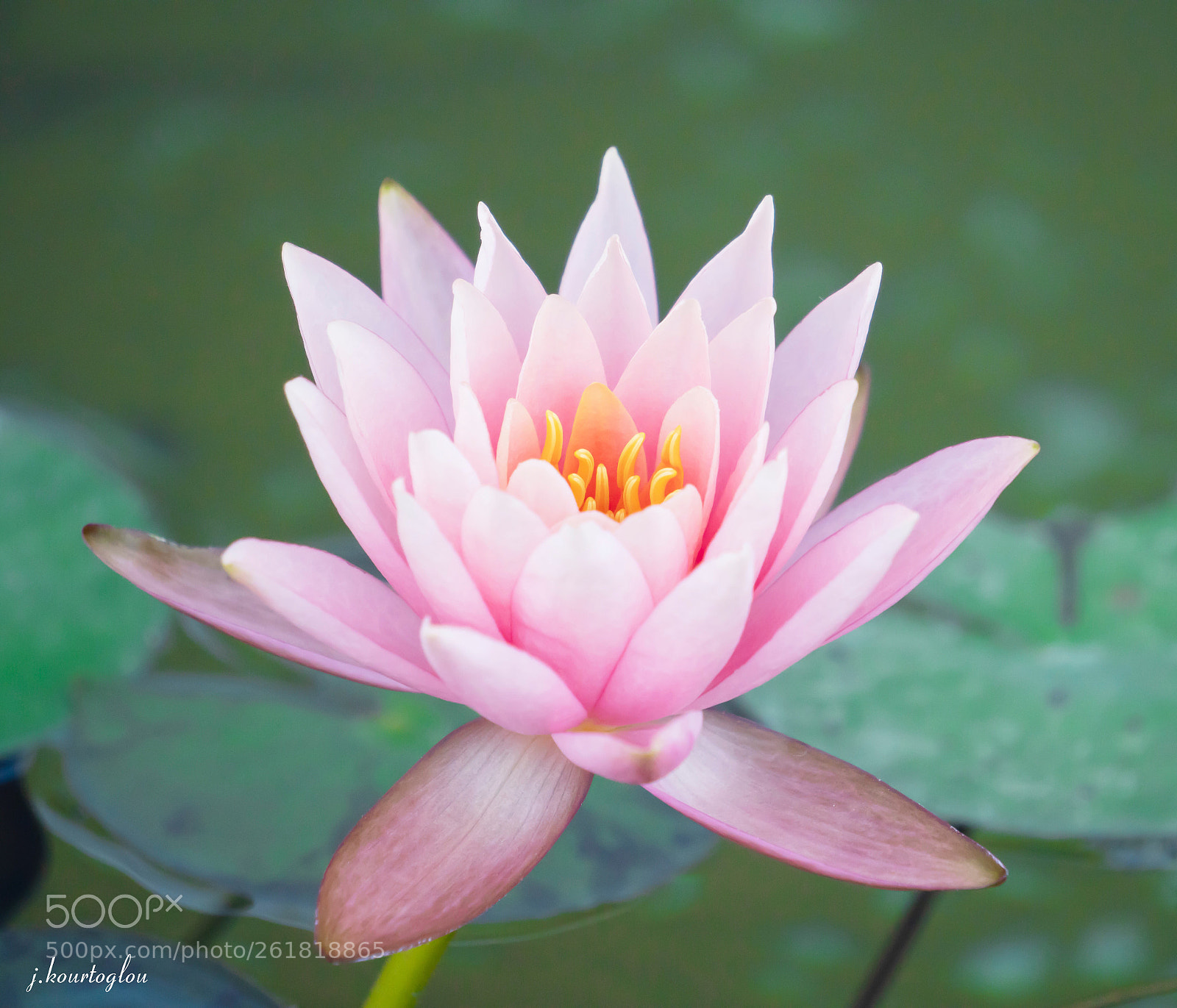 Sony a6500 sample photo. Water lily pink photography