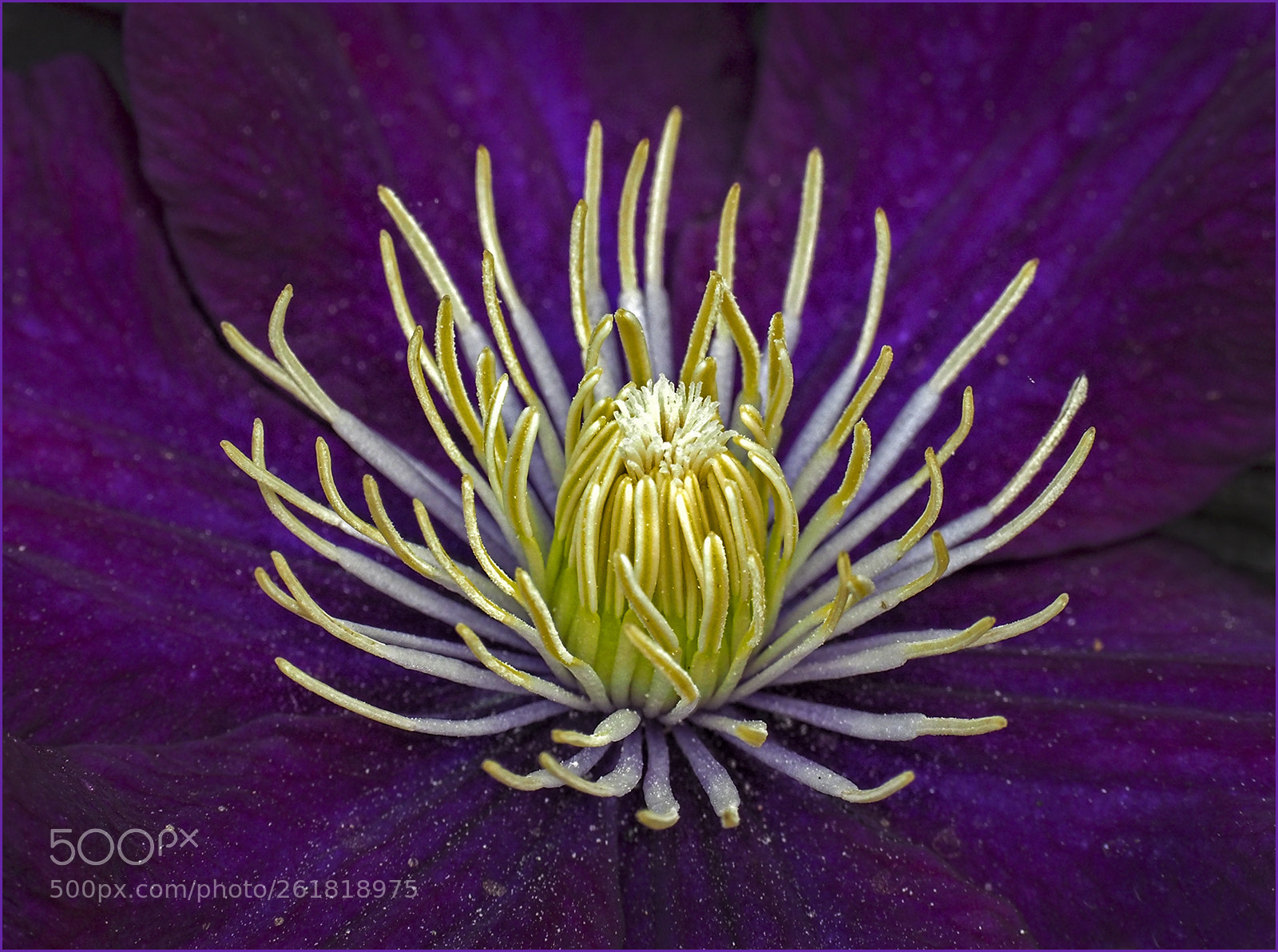 Olympus OM-D E-M1 Mark II sample photo. Clematis photography