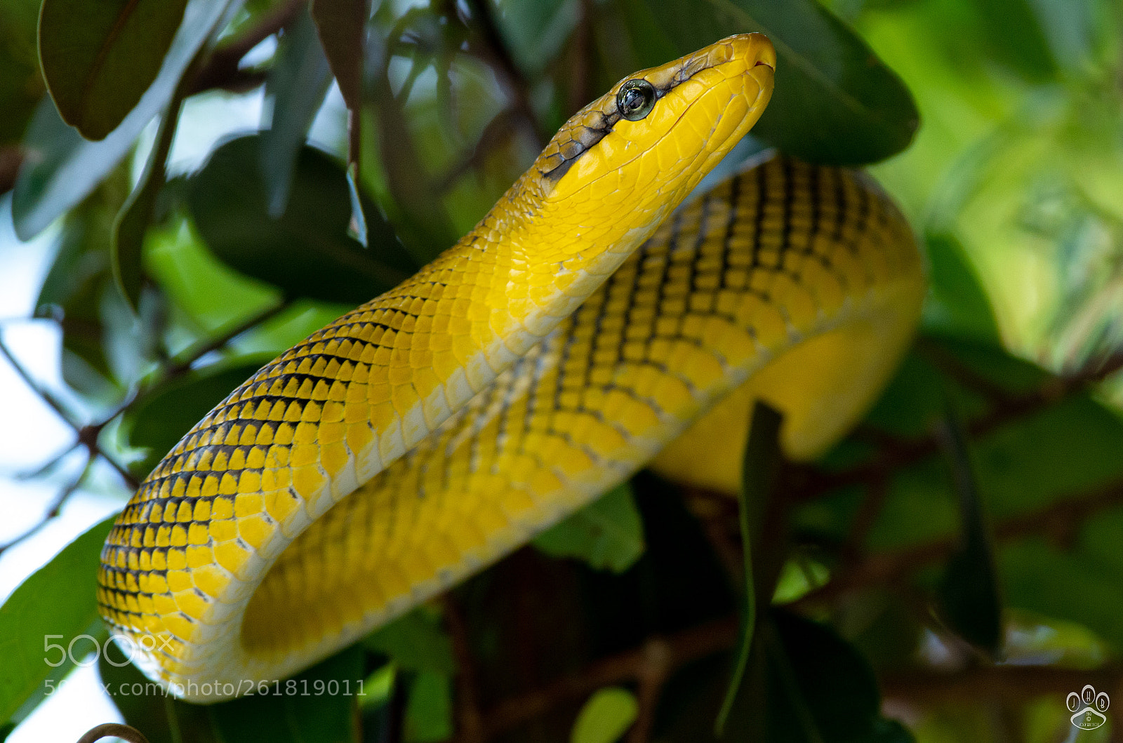 Pentax K-50 sample photo. Poised to strike photography