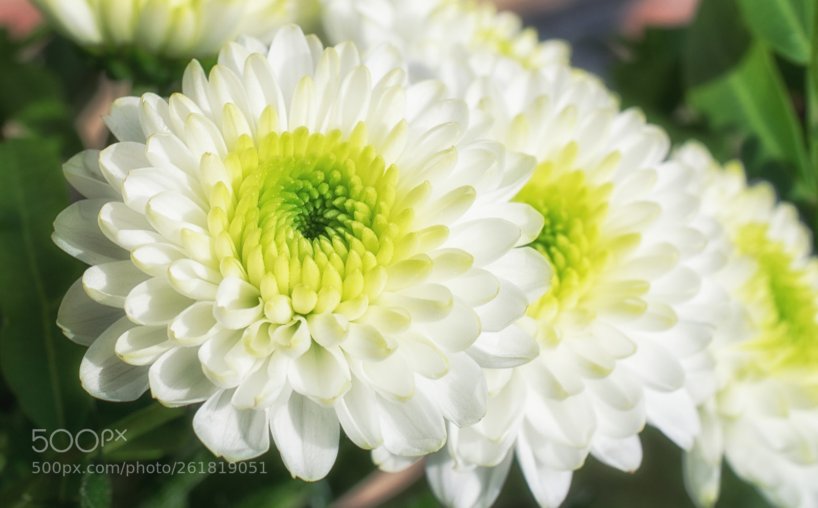 Nikon D3300 sample photo. White beauty photography
