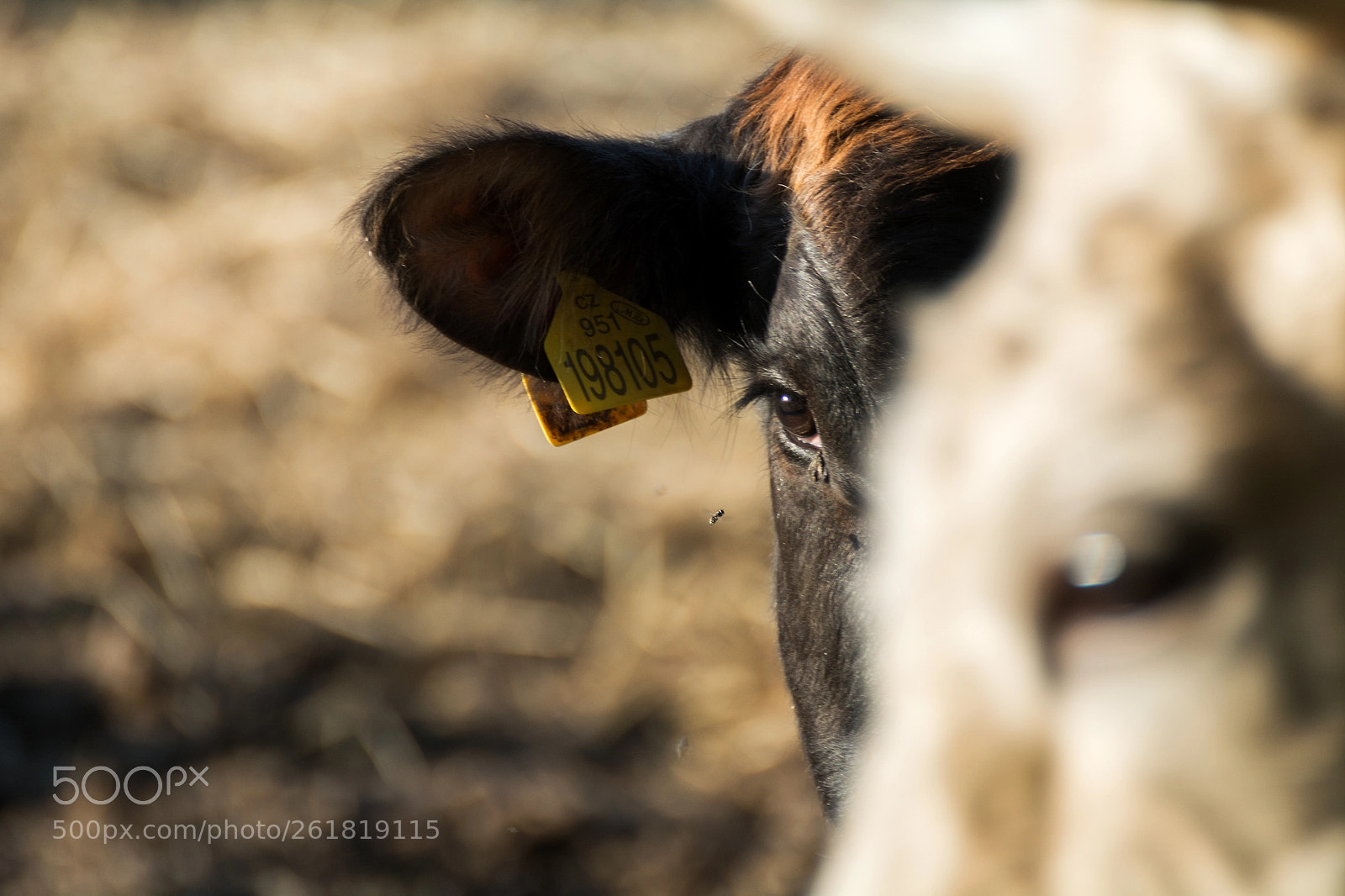 Nikon D7100 sample photo. Cow photography