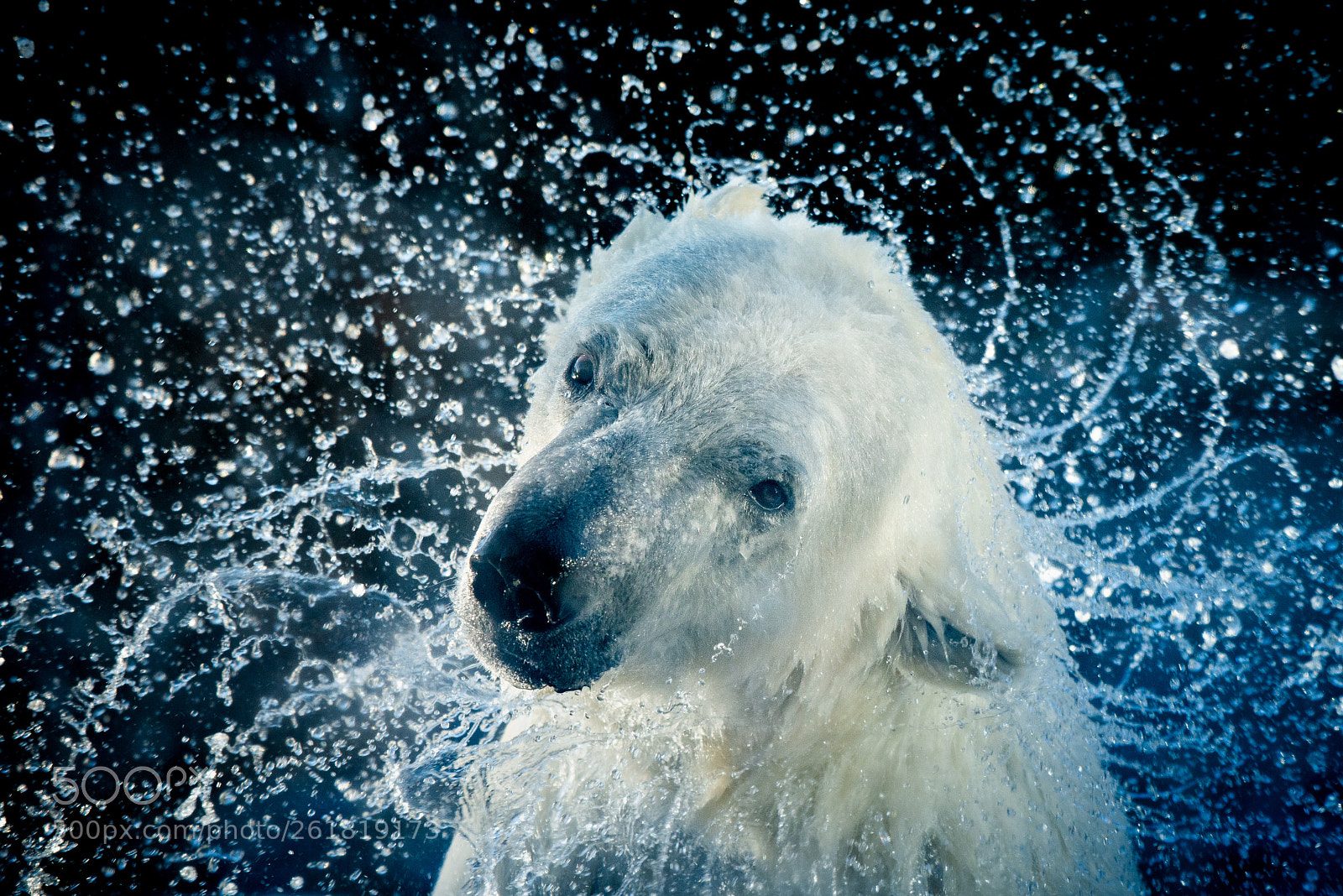 Nikon D800 sample photo. Polar bear splash photography