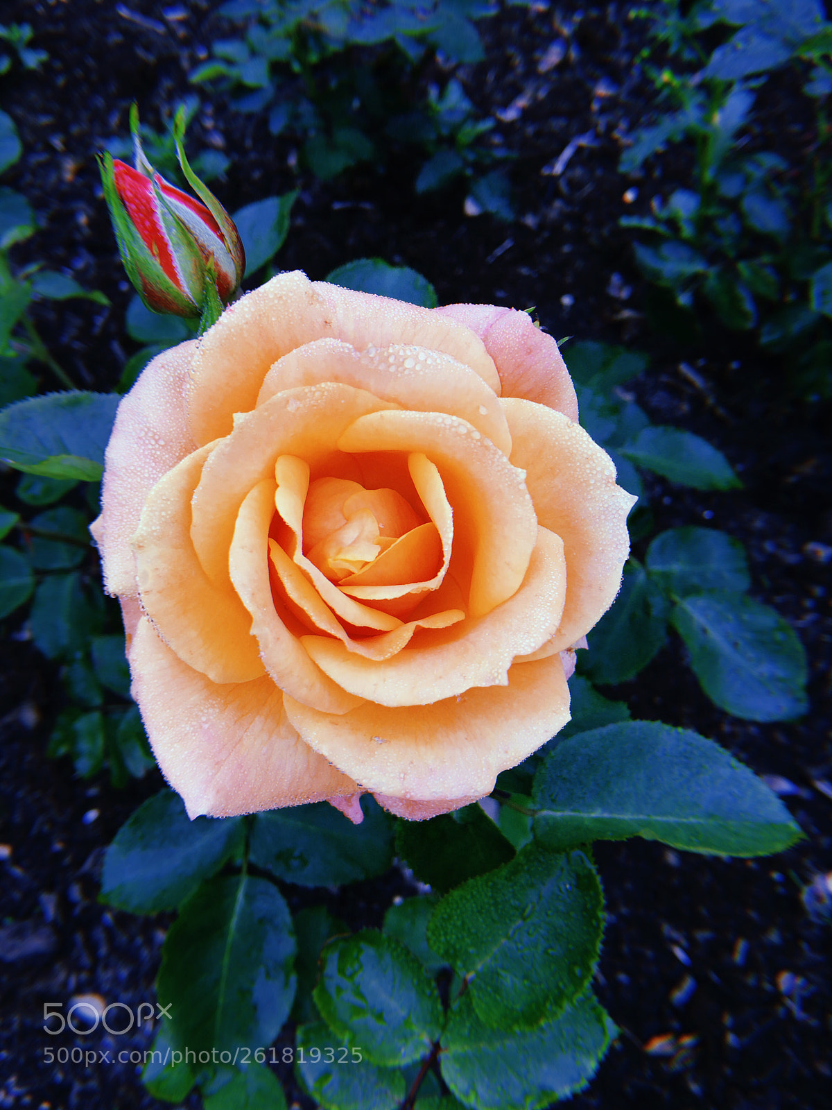 Apple iPhone sample photo. Dew photography