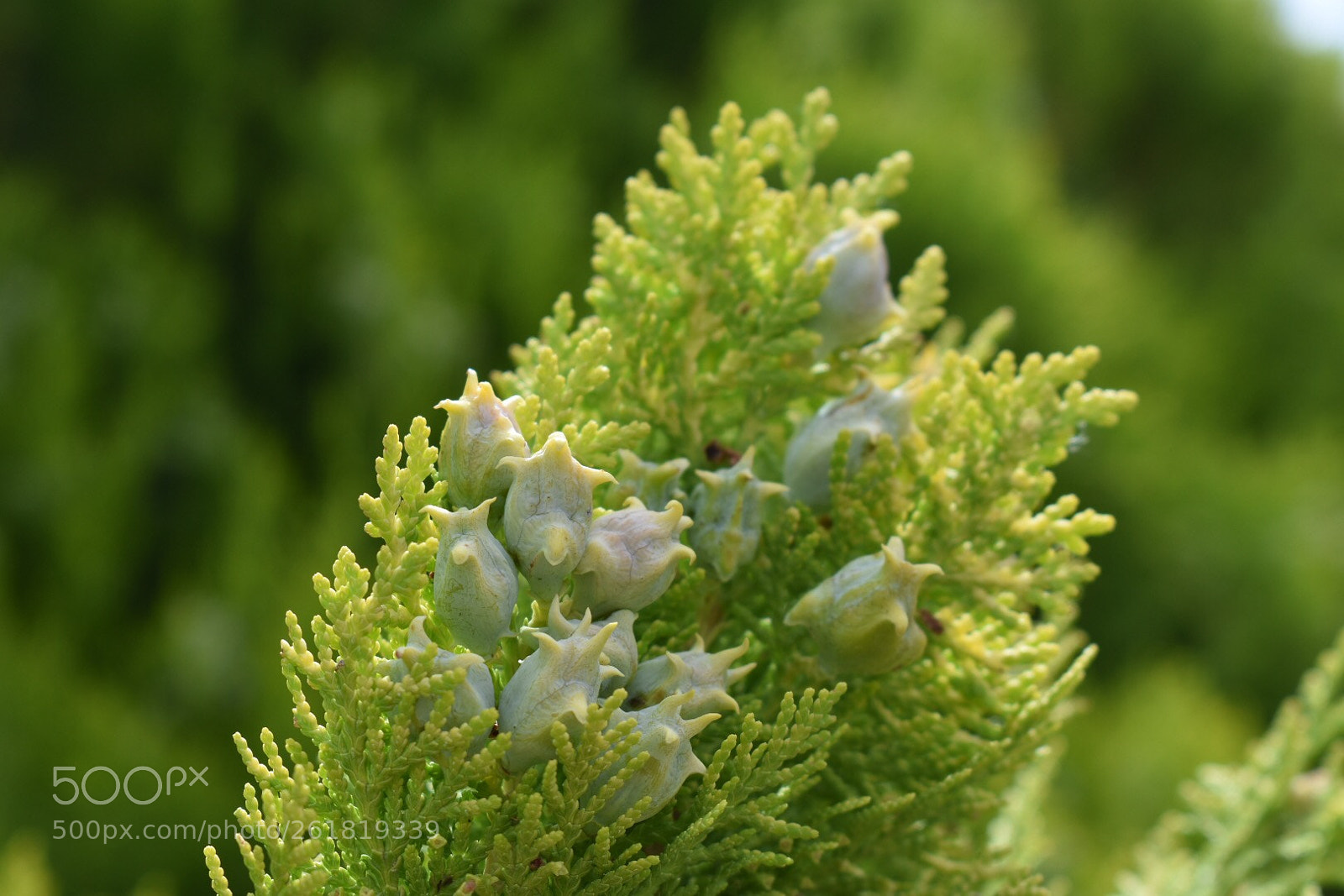 Nikon D3400 sample photo. Blue cone arborvitae  photography