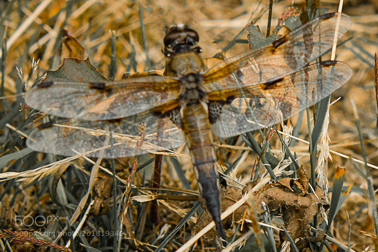 Nikon D500 sample photo. Dragon fly photography