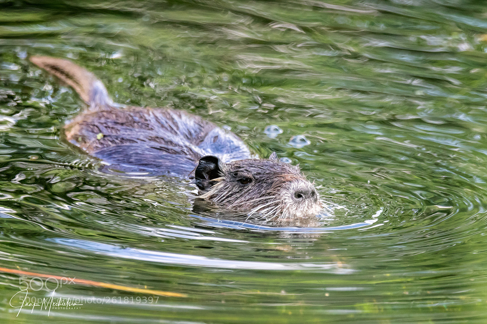 Canon EOS 7D Mark II sample photo. Beverrat/coypu photography
