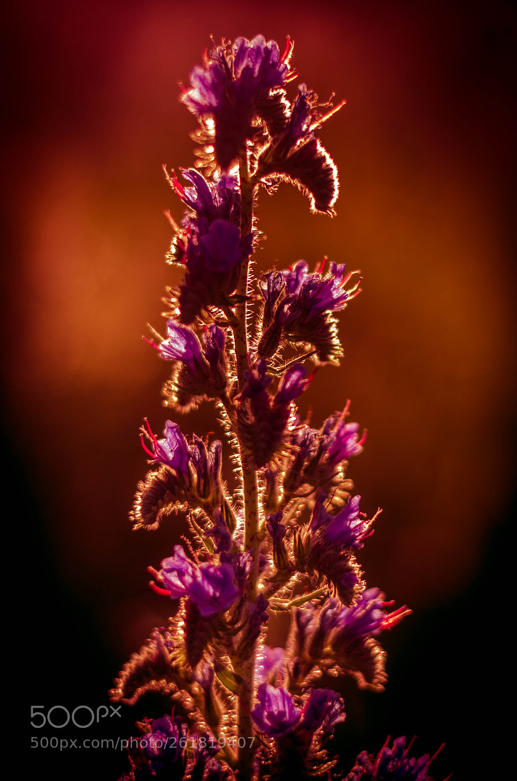 Nikon D5100 sample photo. Evening glow photography