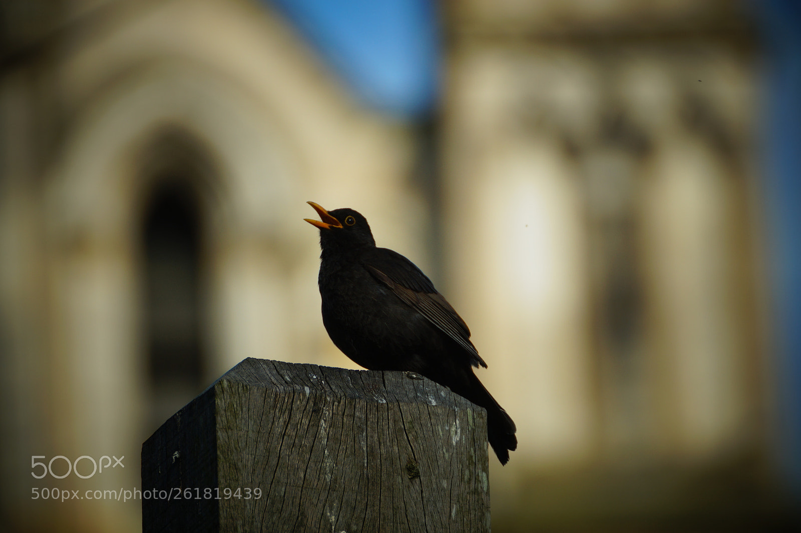 Sony SLT-A58 sample photo. Singing blackbird photography