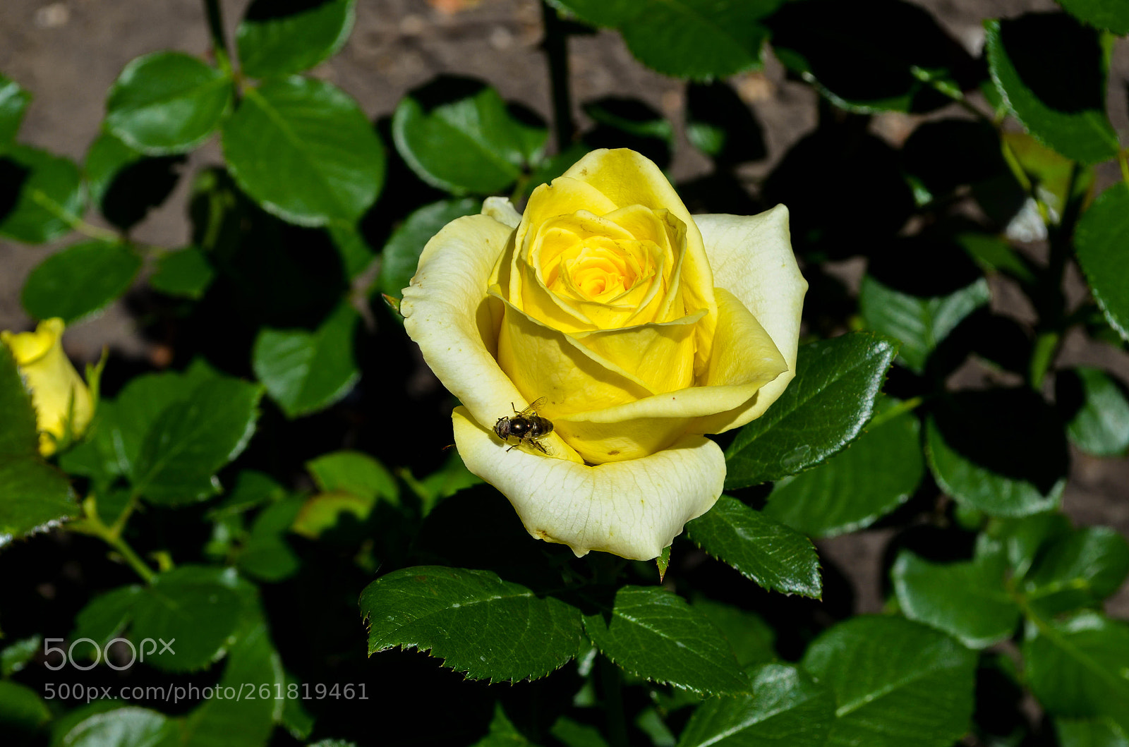 Nikon D5100 sample photo. Цветочек photography