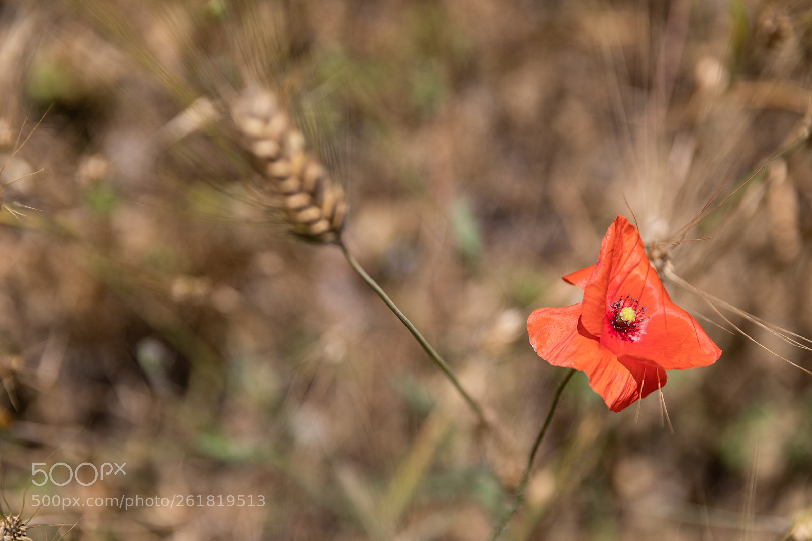 Canon EOS 5D Mark IV sample photo. Papavero photography
