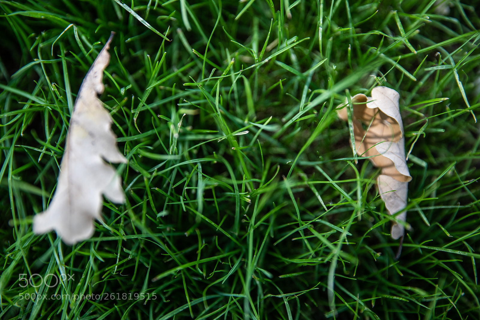 Canon EOS 5D Mark IV sample photo. Erbetta e foglia a photography
