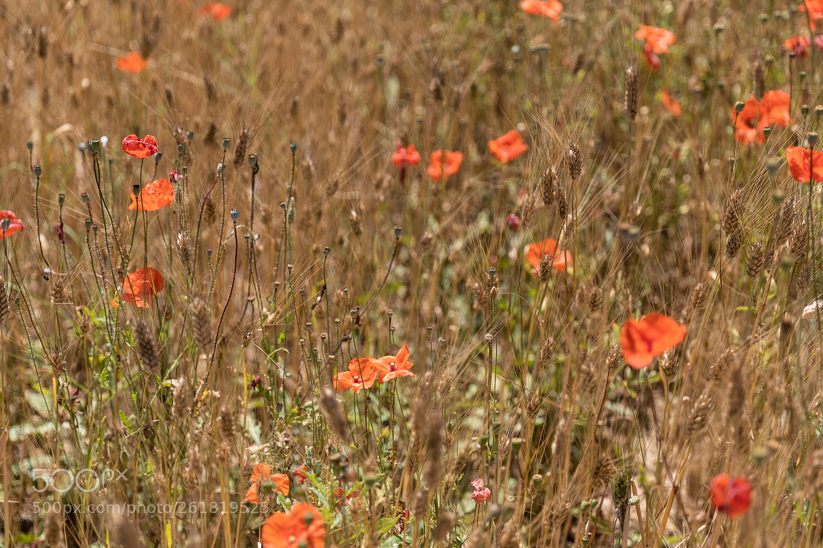 Canon EOS 5D Mark IV sample photo. Papaveri e sfondo photography