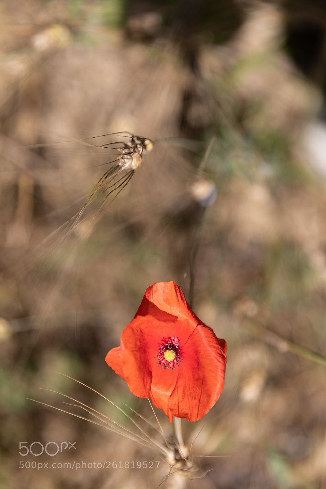 Canon EOS 5D Mark IV sample photo. Il roscio photography