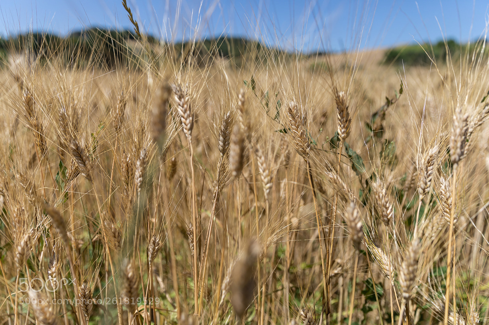 Canon EOS 5D Mark IV sample photo. Il grano photography