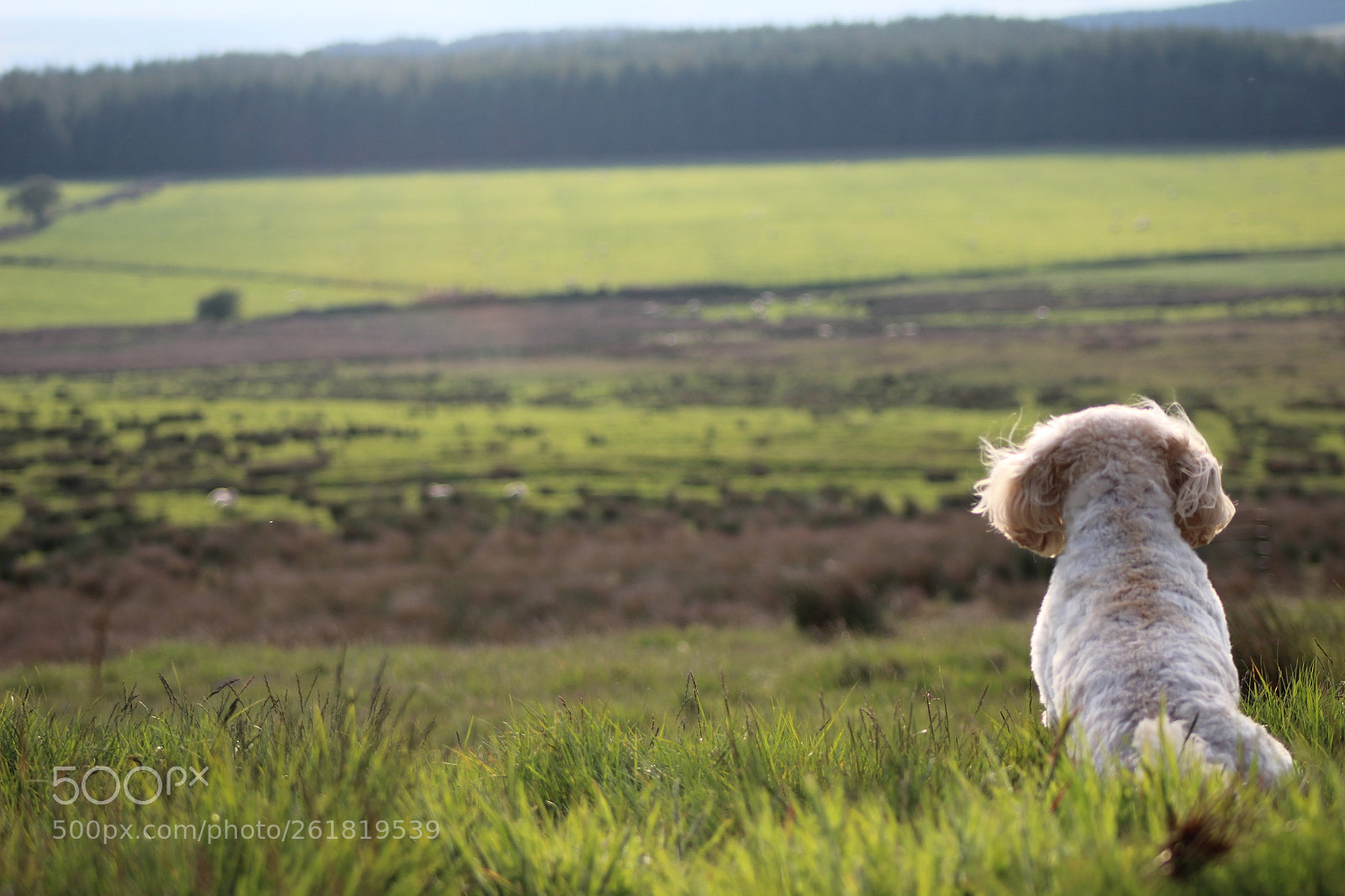 Canon EF 75-300mm f/4-5.6 sample photo. Norwood photography