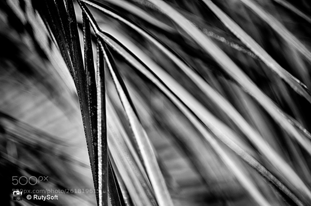 Nikon D3200 sample photo. B&w photography