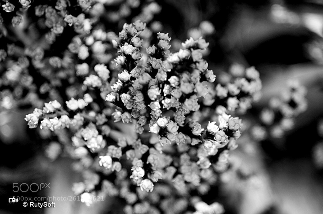 Nikon D3200 sample photo. B&w photography