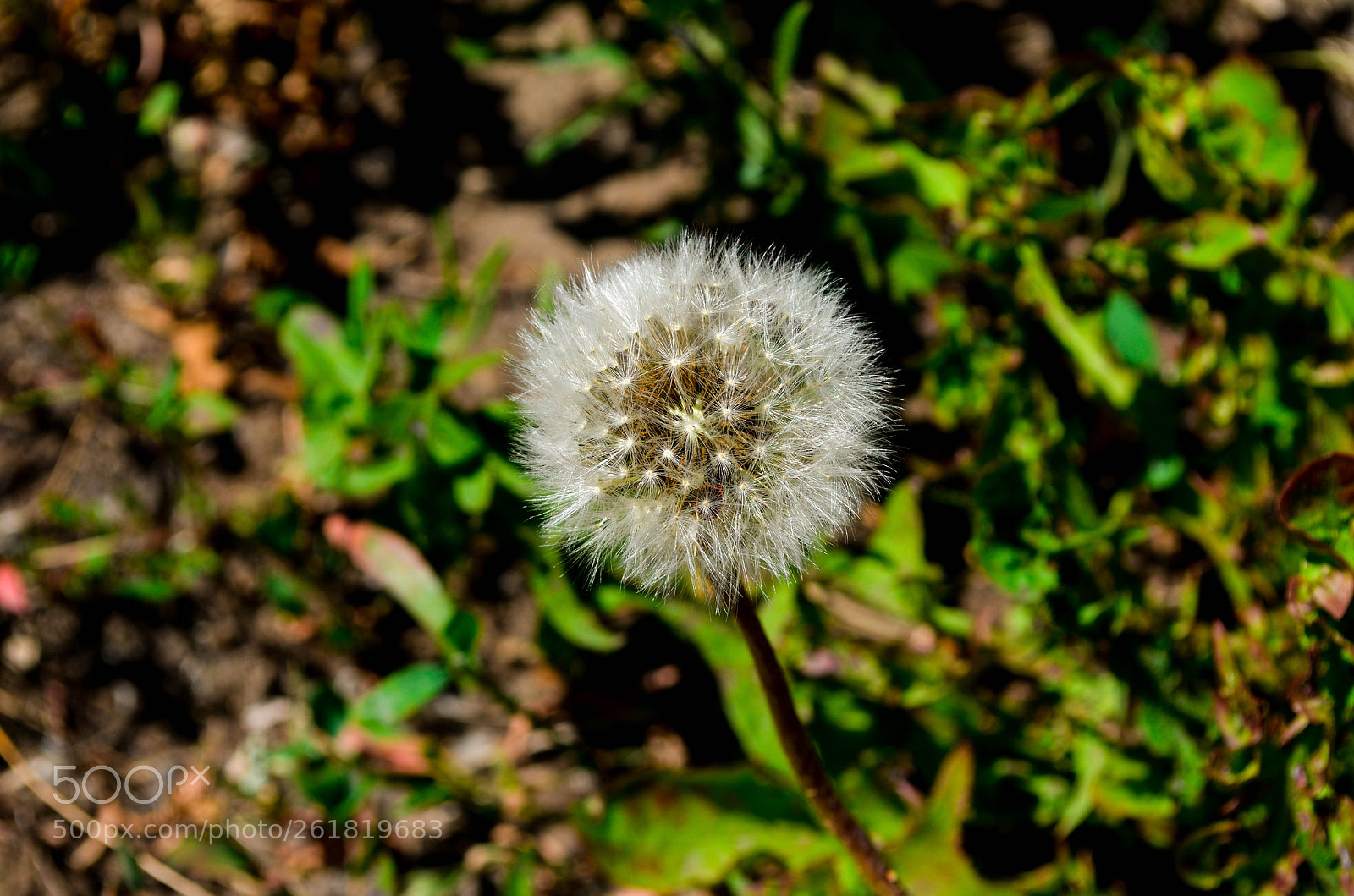 Nikon D5100 sample photo. Одуванчик 2.0 photography