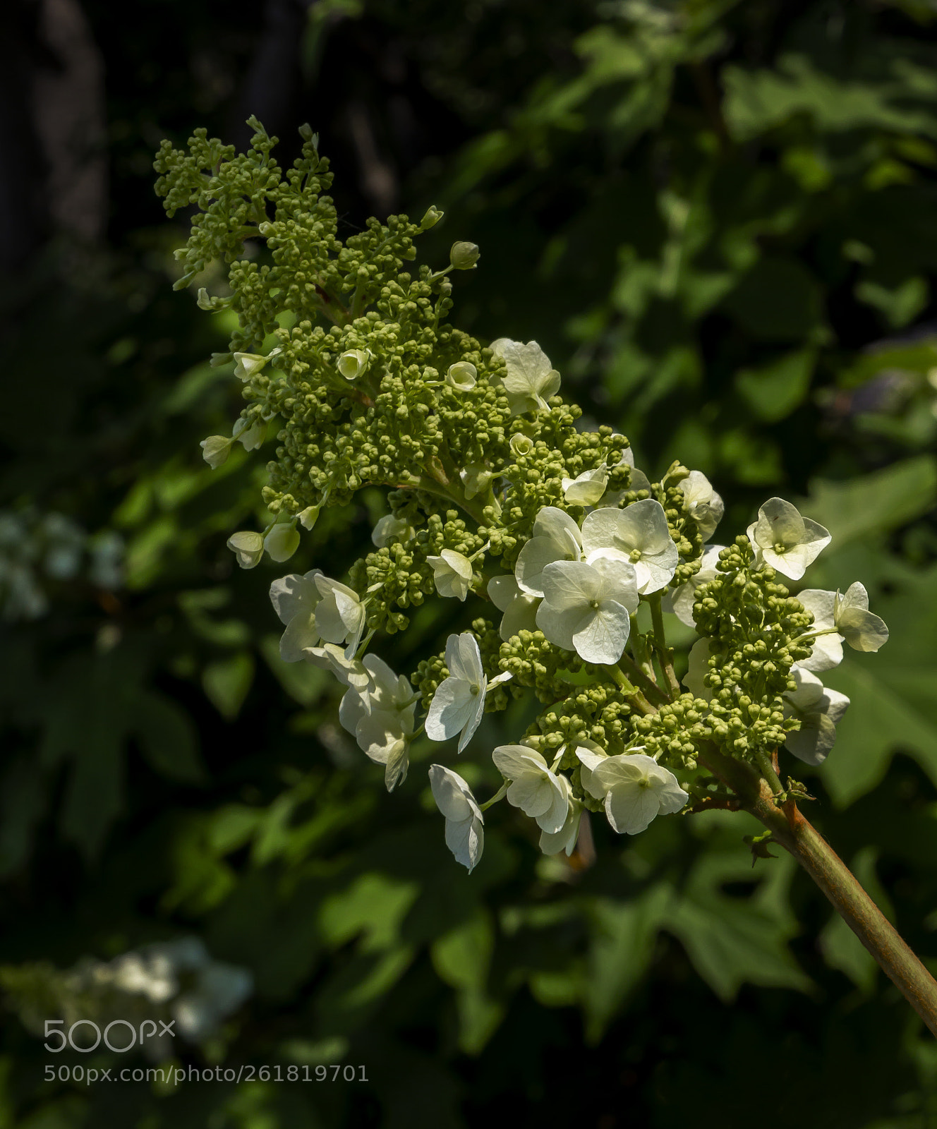 Canon EOS 60D sample photo. Spring flowers photography