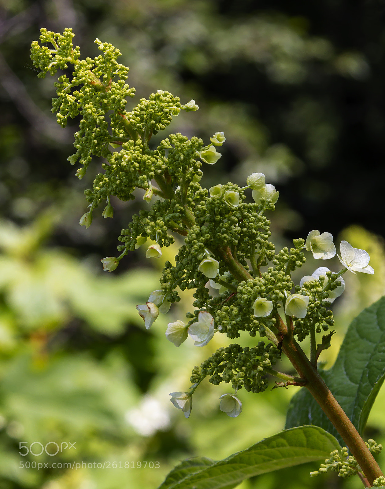 Canon EOS 60D sample photo. Spring flowers photography