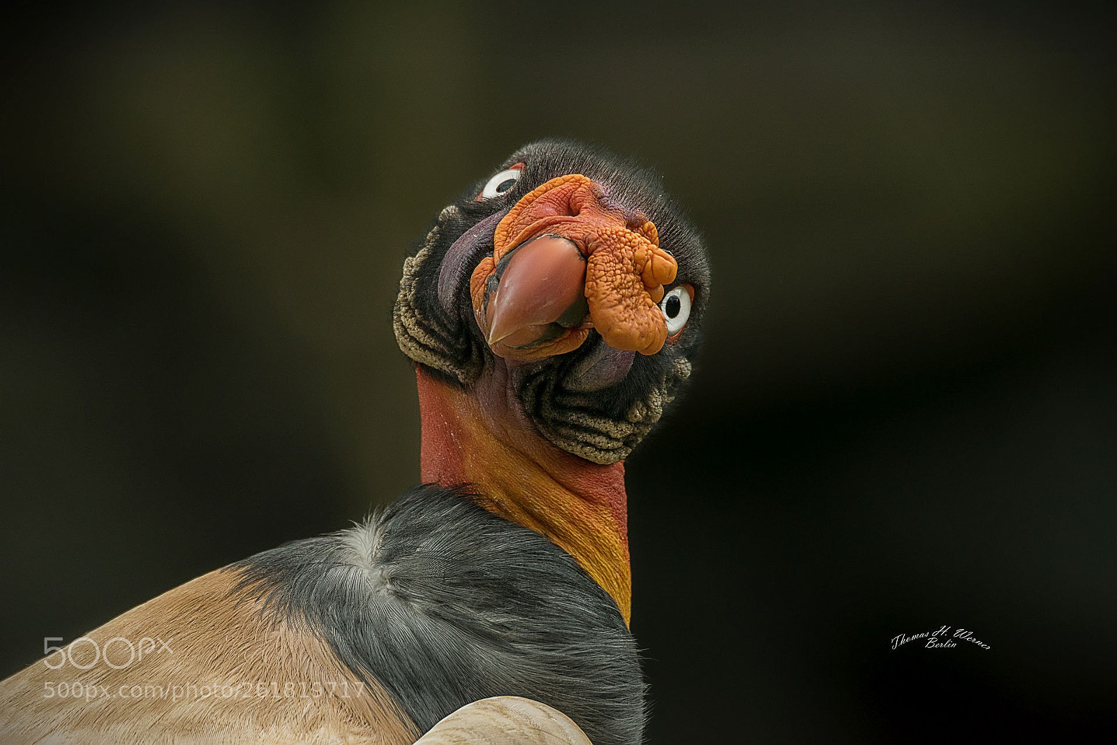Sony ILCA-77M2 sample photo. King vulture photography