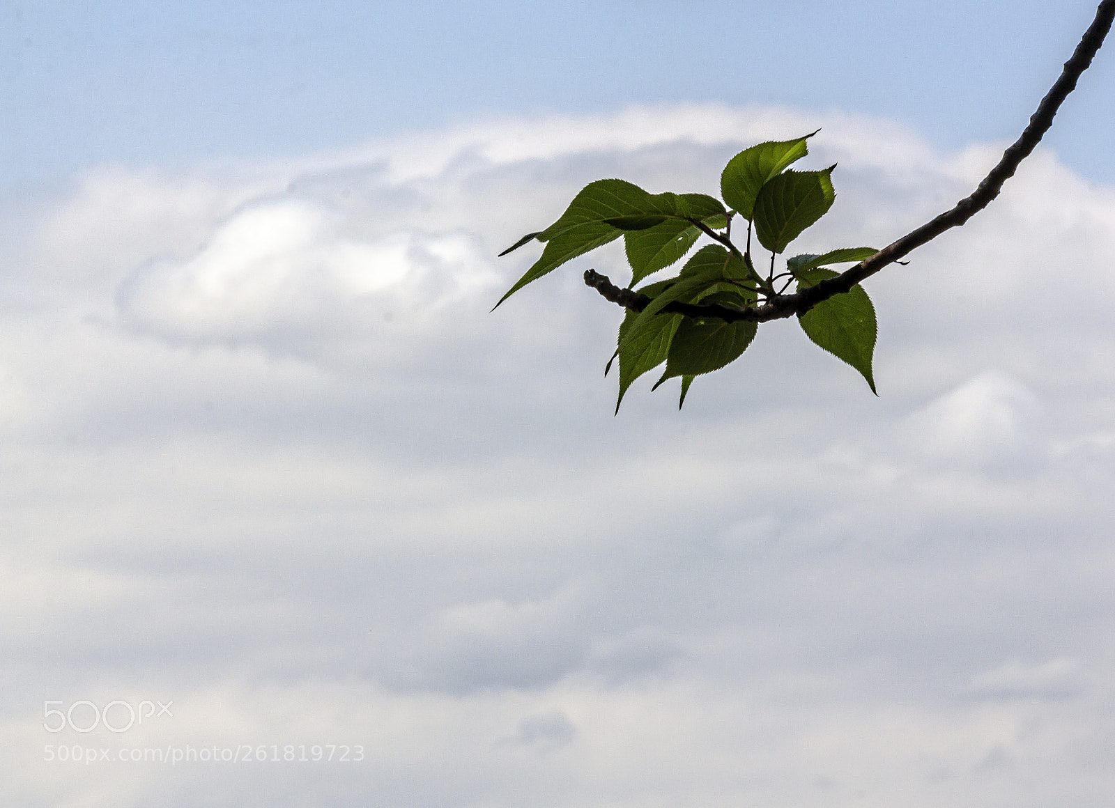 Canon EOS 60D sample photo. Leaves and clouds photography