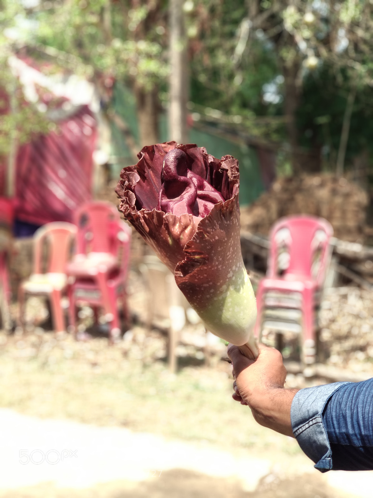 Xiaomi Mi A1 sample photo. The amazing flower photography