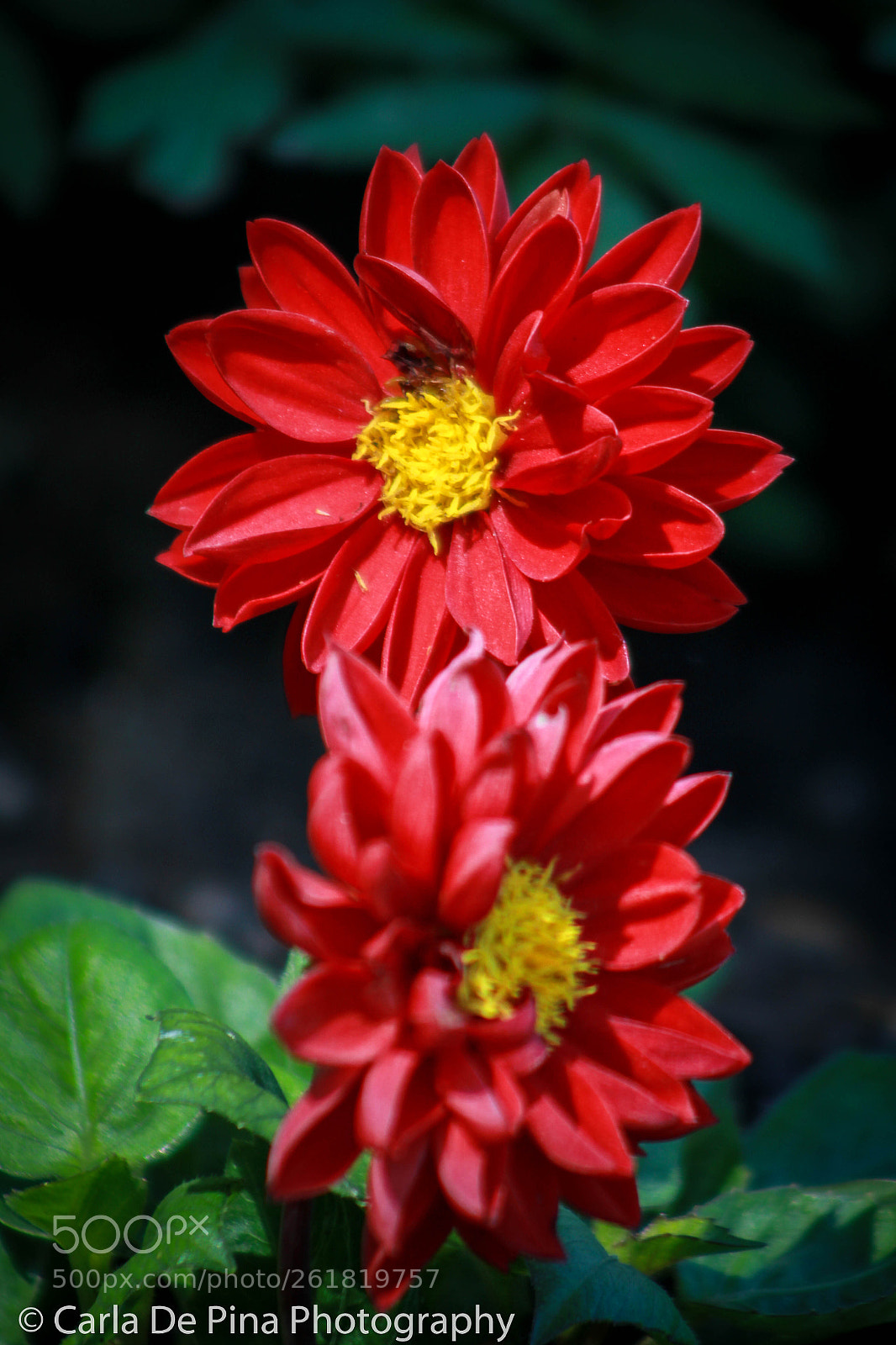 Canon EOS 700D (EOS Rebel T5i / EOS Kiss X7i) sample photo. Summer is here.. photography