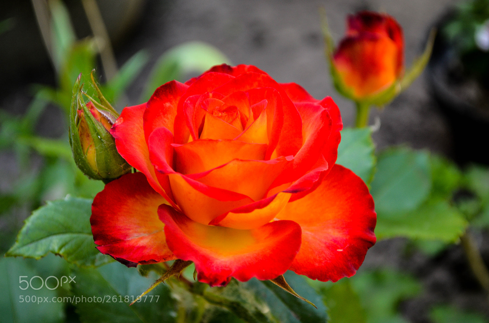 Nikon D5100 sample photo. Дракон photography