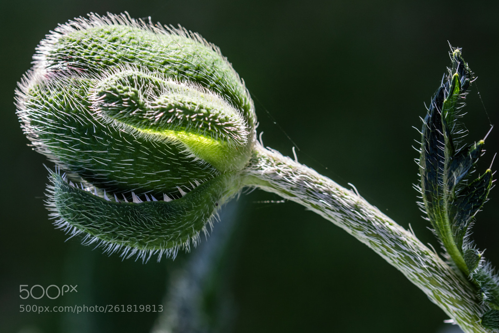 Canon EOS 7D Mark II sample photo. Orental poppy photography