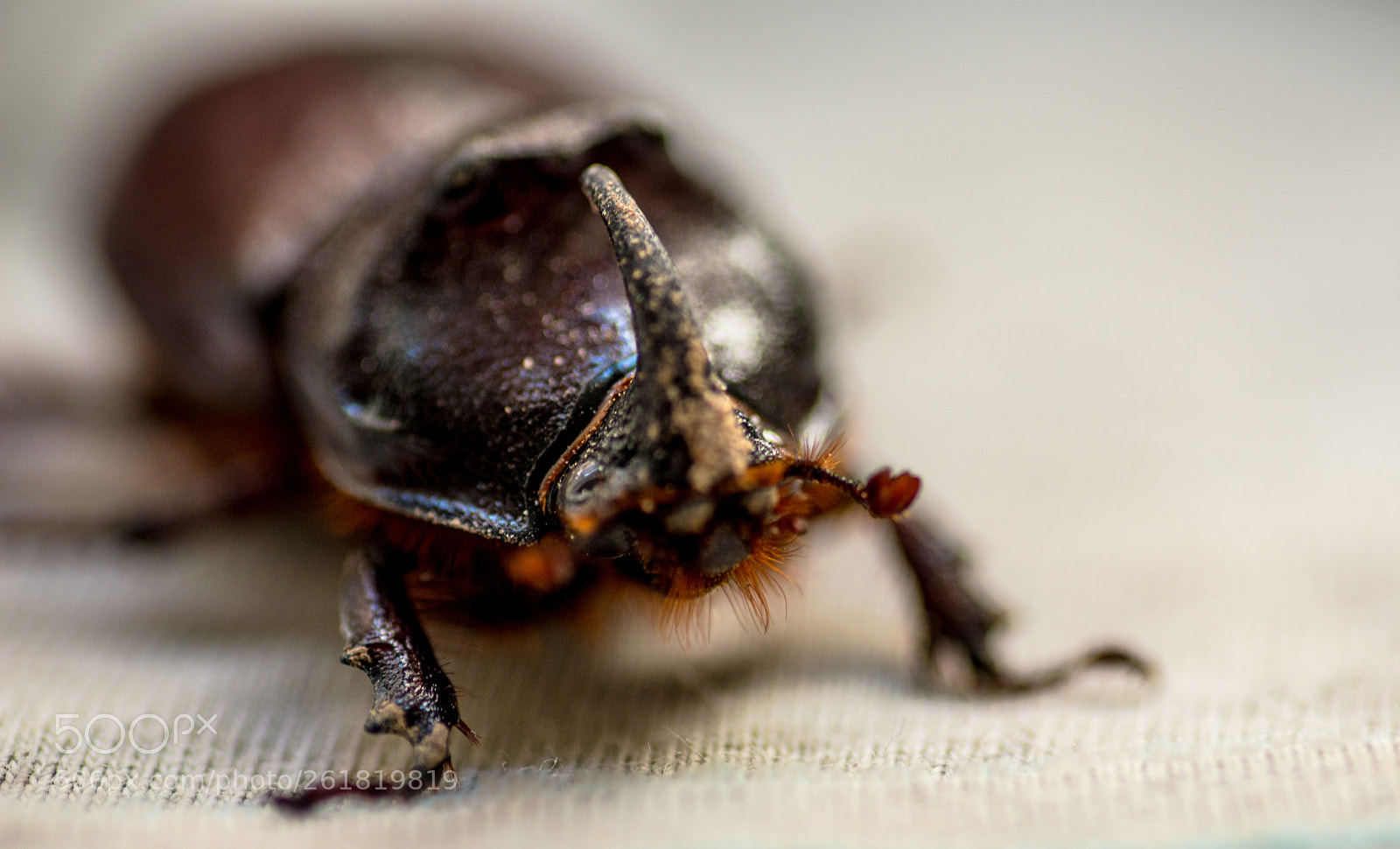 Nikon D800 sample photo. Rare visitor from parallel photography