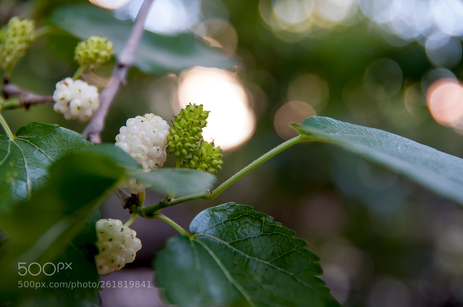 Nikon D90 sample photo. Natural flavors photography