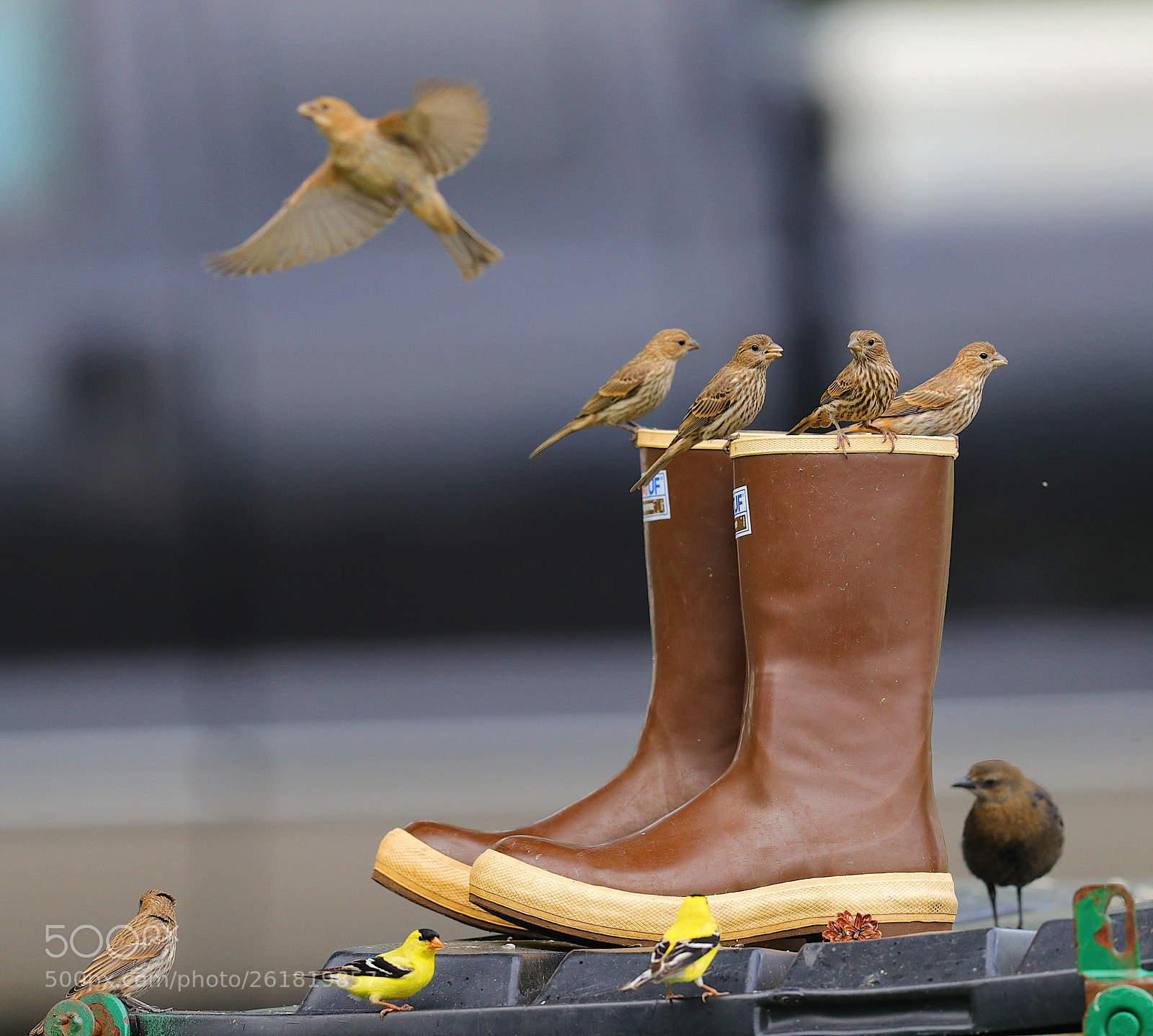 Canon EOS-1D X Mark II sample photo. Birds photography